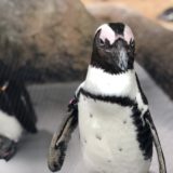 京都水族館へ行った感想や見どころを紹介｜ペンギンが間近で見れる！｜全国の水族館レビュー